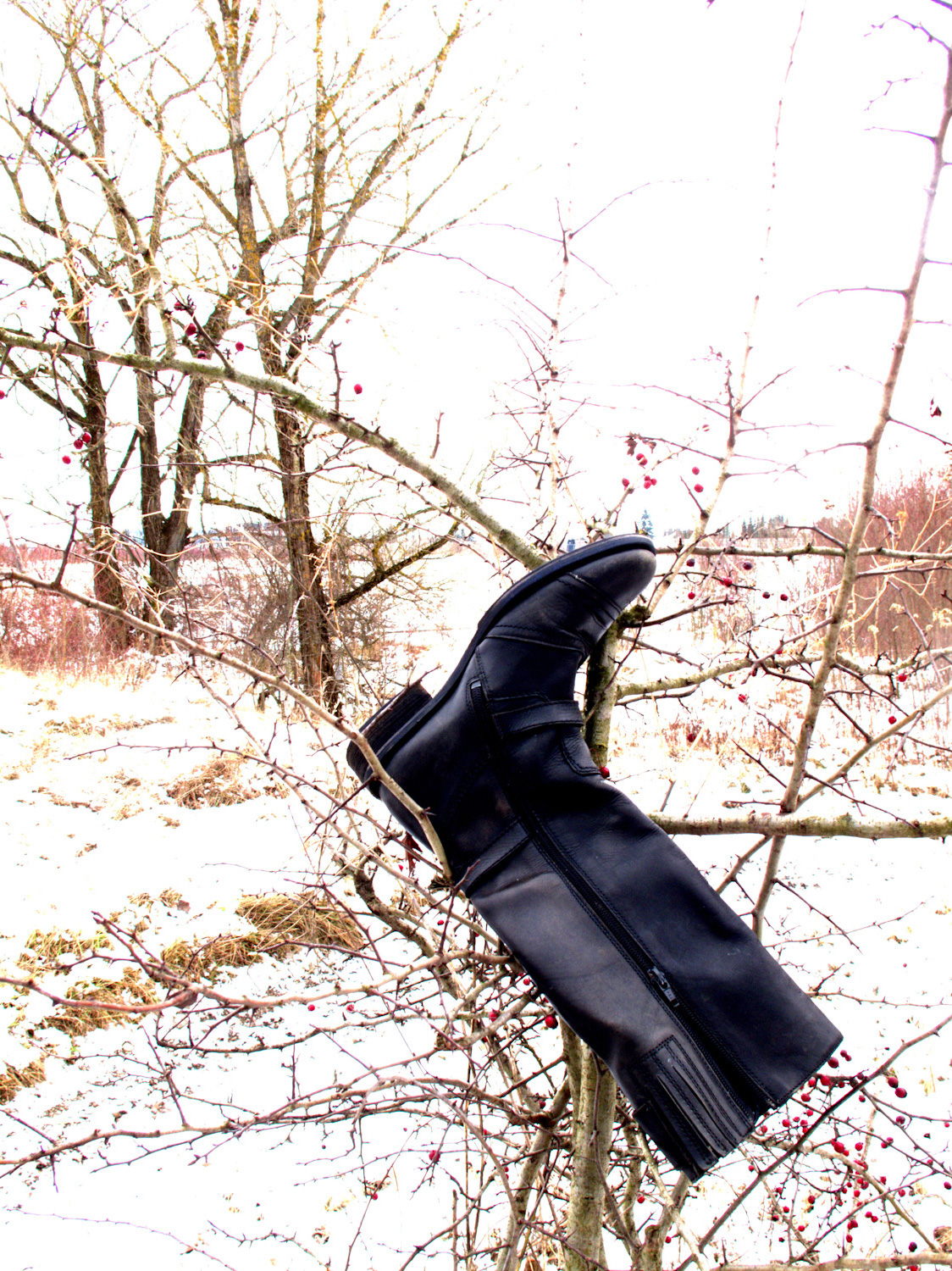 ein vergessener Stiefel hängt in einem Busch